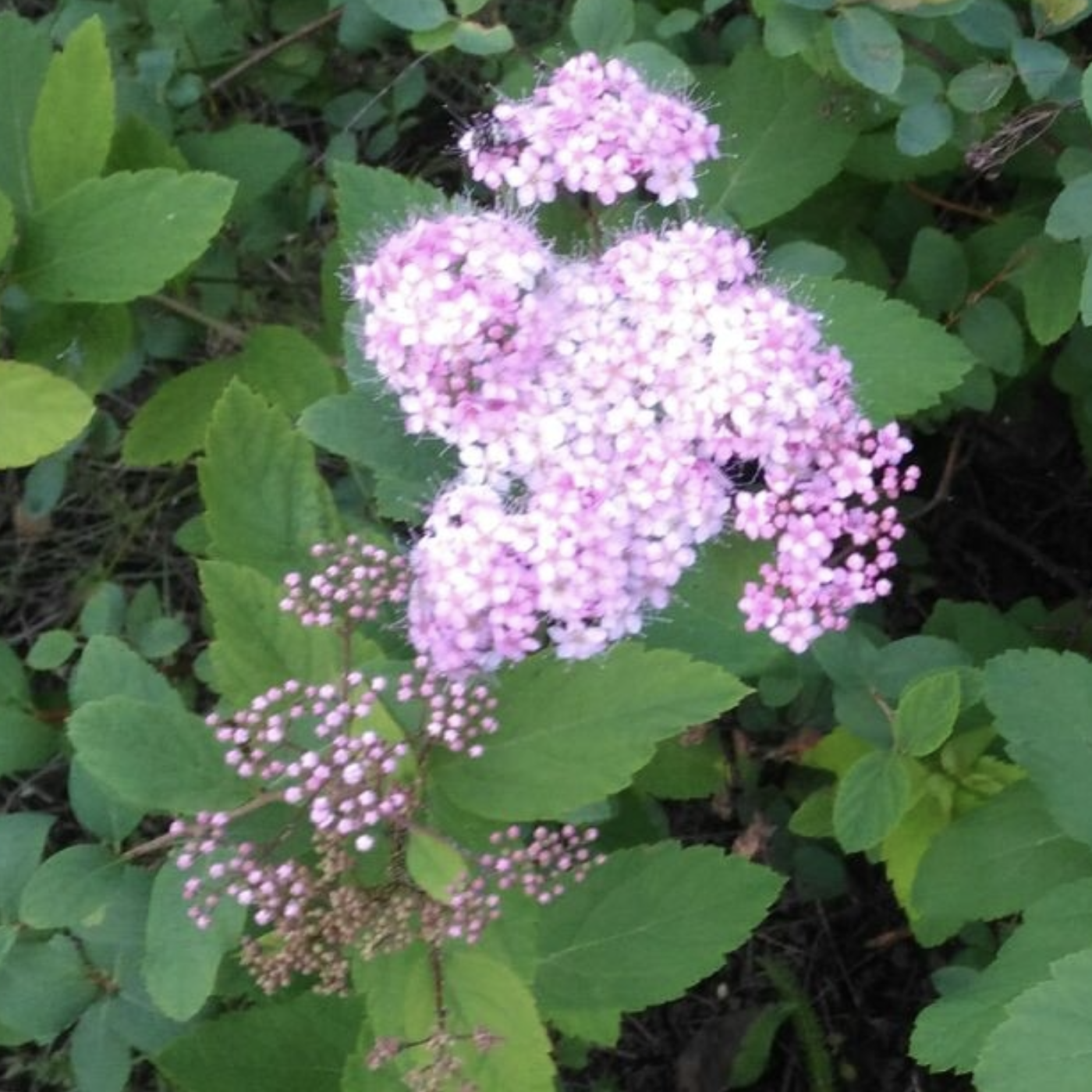 spirea
